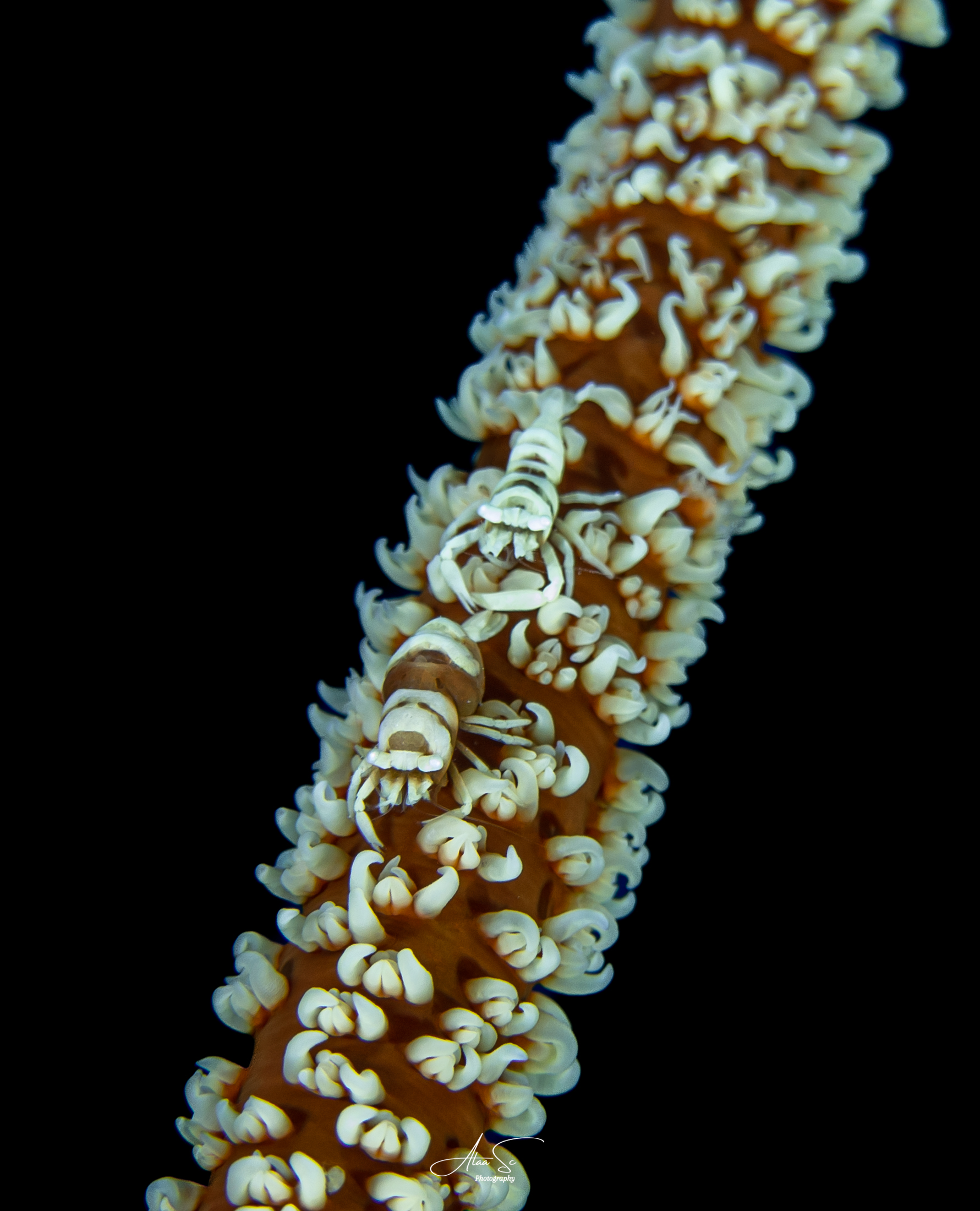 Crevette de corail fouet